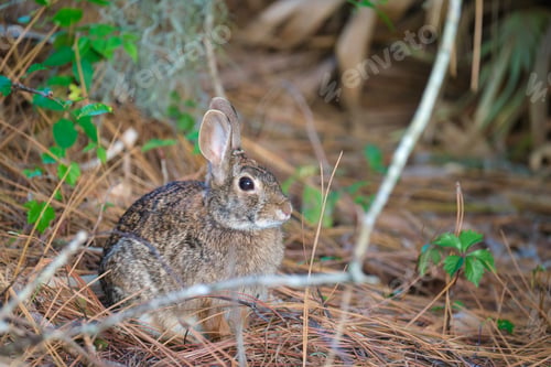Preview: Grey small hare eating grass on summer field. Wild rabbit in nature