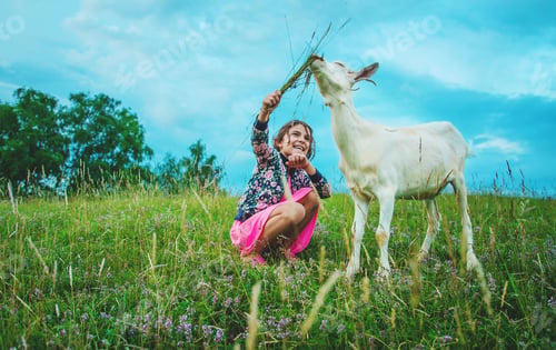 Preview: The child feeds the goat in the meadow. Selective focus.