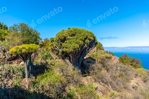 Preview: Las tricias trail and its beautiful dragon trees in the town of Garafia