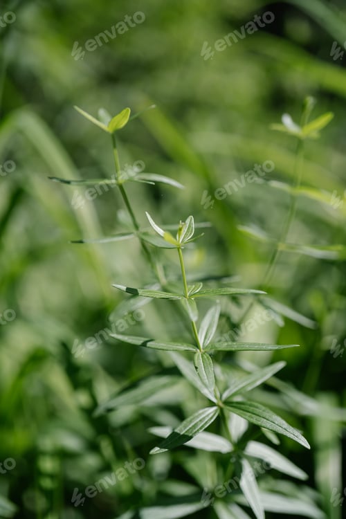 Preview: Galium boreale on a green natural blurred background.