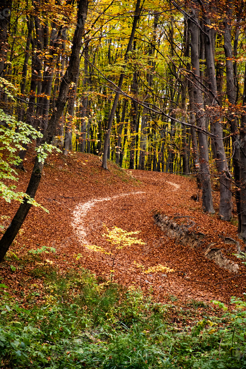 Preview: beautiful autumn forest with colorful leaves