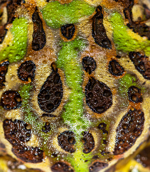 Preview: detail of the Cranwell's horned frog skin, Ceratophrys cranwelli