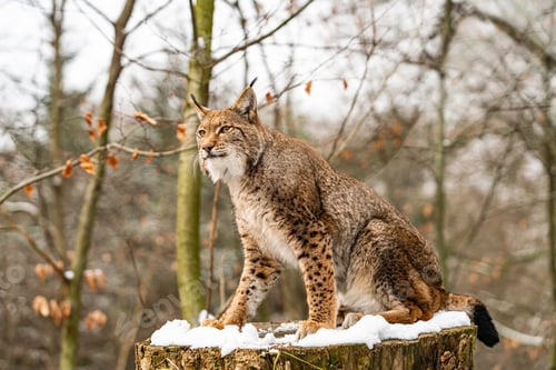 Preview: Eurasian lynx in forest habitat