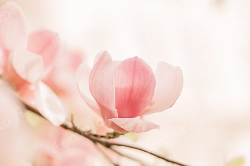 Preview: Blooming Pink Magnolia Blossom on Branch in Spring