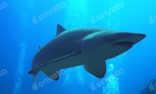 Preview: Underwater world a Shark floats in the sea