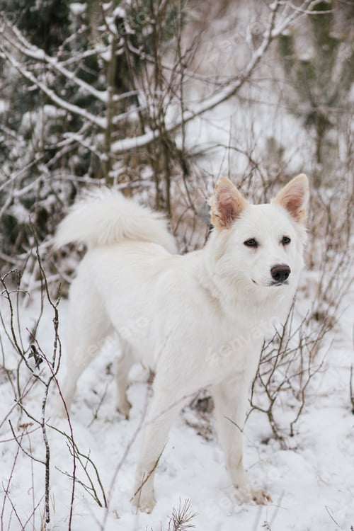 Preview: Cute dog in snowy winter park. Adorable white dog in forest. Winter time in countryside
