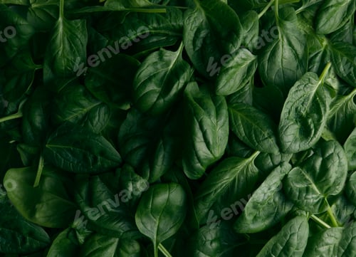 Preview: Green spinach leaves closeup background wallpaper