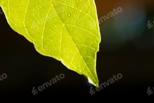 Preview: water drop on green leaf