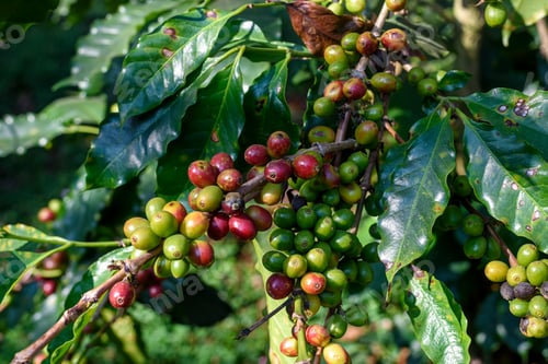 Preview: Coffee tree with ripe berries on farm at north of Thailand.
