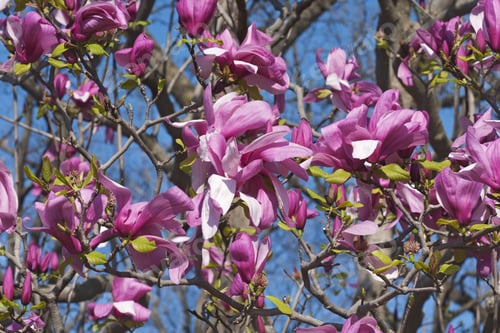 Preview: Galaxy Hybrid Magnolia (Magnolia X Hybrid Galaxy). Hybrid Between Magnolia Liliflora Nigra And