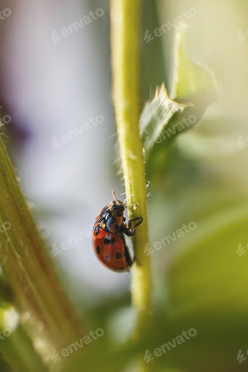 Preview: ladybug on leaf close up on green background