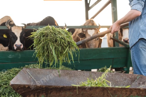 Preview: cropped view of farmer holding hay near blurred cows in stall