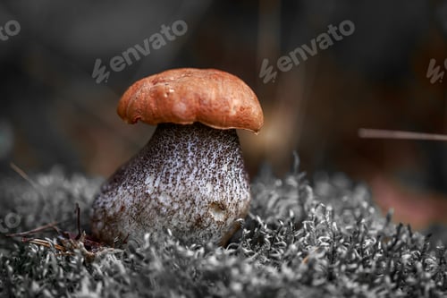 Preview: Closeup shot of a small cute wild mushroom in the forest