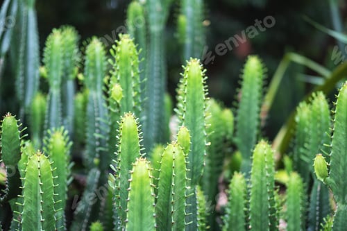 Preview: Closeup image of euphorbia ingens cactus trees