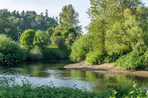 Preview: Trees Are Reflected In The Green River In Tukwila, Washington.