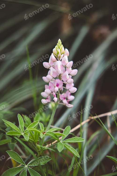 Preview: the flowers are all pink with green foliage around them and long thin stems