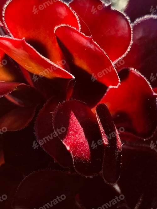 Preview: California succulent