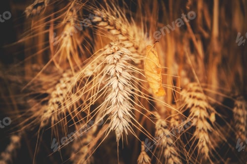 Preview: Wheat after autumn harvest