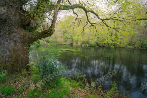 Preview: An ancient oak extends its long branches over the current of a river