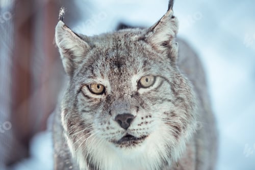 Preview: Lynx on hill near stones and snow