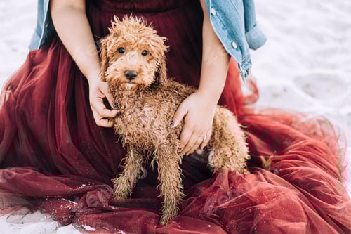 Visualização: Cachorro molhado e arenoso na praia pessoas e animais de estimação