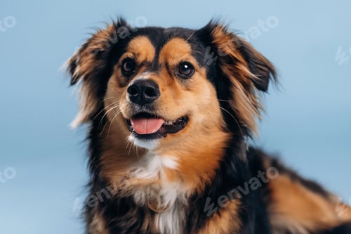 Visualização: A beautiful mixed-breed dog against a light blue background