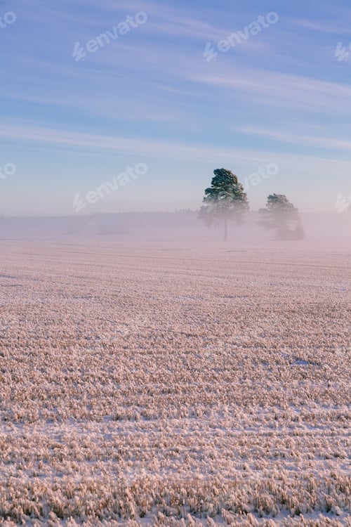 Preview: Morning winter landscape. Snow trees and frosty fog on the field.