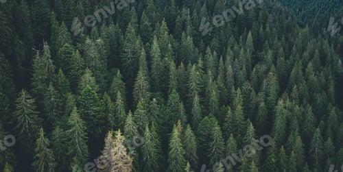 Preview: Panoramic view of evergreen pine wood