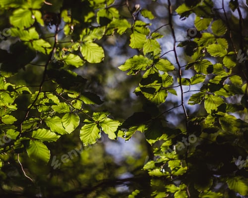 Preview: Beautiful green leaves and bright sun with bokeh effect on background