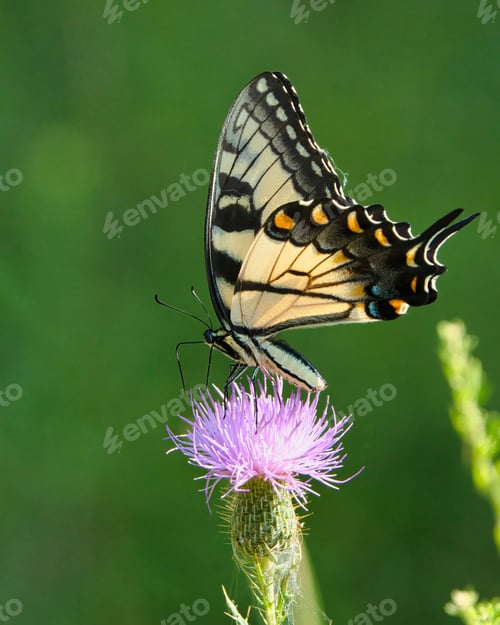 Preview: A butterfly perched on a purple flower.
