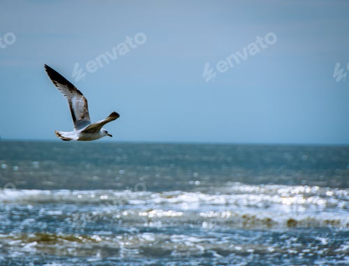 Preview: Seagull Gliding Over Sparkling Ocean Waters