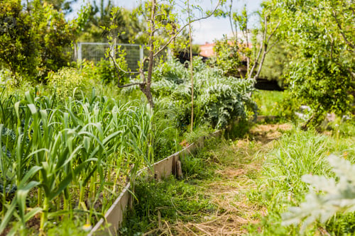 Preview: green nature summer and spring background. urban garden agriculture blurred organic horticulture