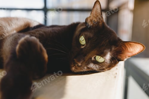 Preview: Oriental breed's brown cat relaxes on a cardboard box under sunlight.