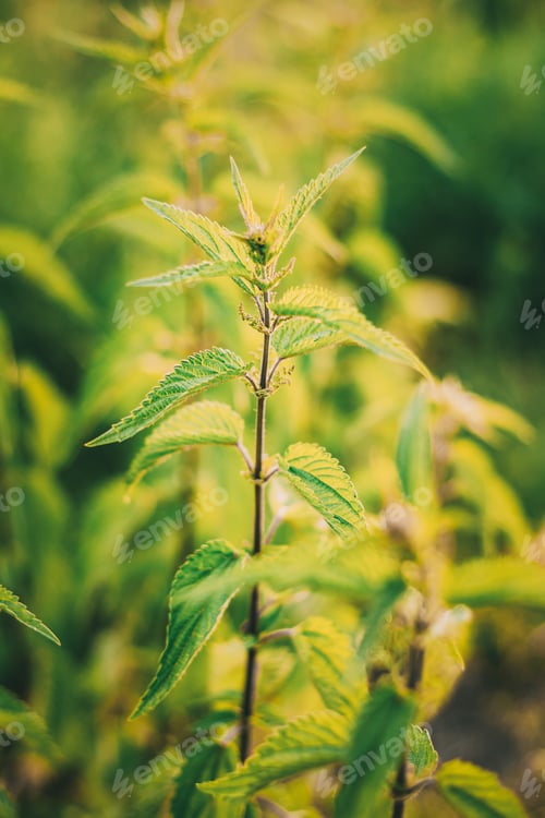 Preview: The Twigs Of Wild Nettle, Stinging Nettle Or Urtica Dioica In Su