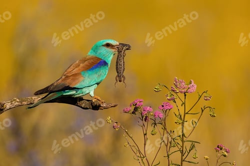 Preview: European roller holding killed lizard in a beak and perching on a branch