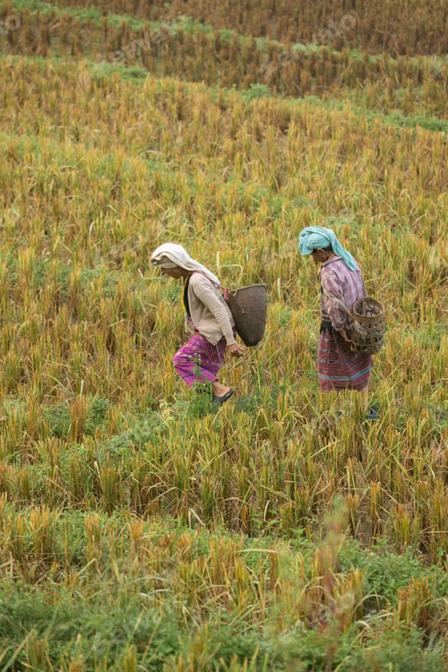 Preview: Two Asian rural women walking through golden rice fields