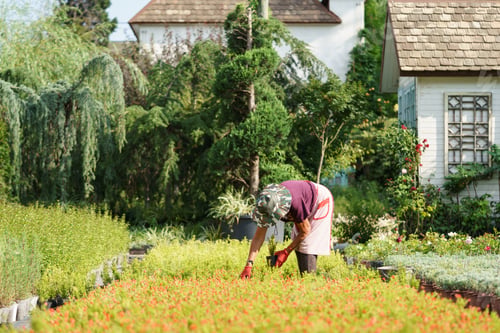 Preview: Elderly farmer cultivates ornamental flower plants on territory of cottage house on sunny summer day