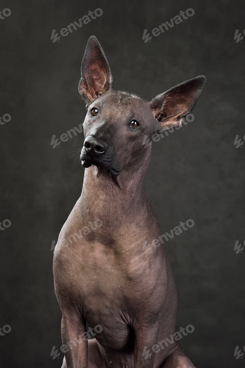 Preview: Mexican Hairless Dog