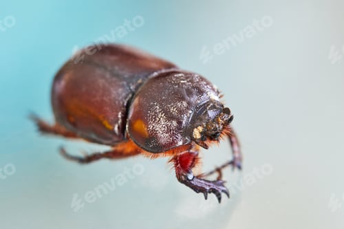 Preview: Earthen manure on a white background close-up in high resolution