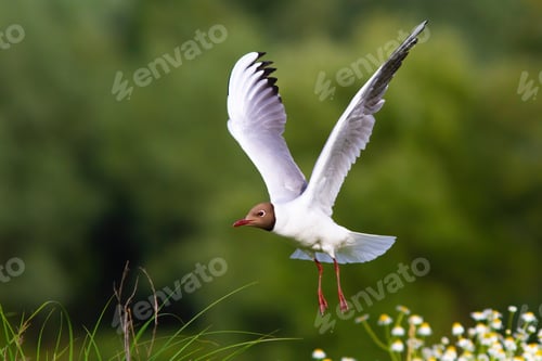 Preview: Black-headed gull flying over the meadow in summer