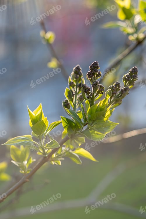Preview: A branch with young leaves in natural conditions in spring.