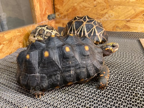 Preview: Exotic tortoise pet