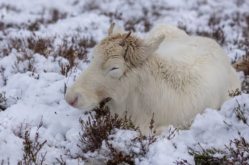 Preview: Majestic adult reindeer in snow-covered field in the Cairngorms, Scotland on a foggy day