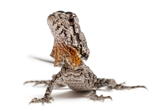 Preview: Frill-necked lizard also known as the frilled lizard, Chlamydosaurus kingii