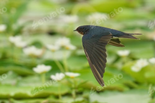 Preview: Majestic swallow soaring gracefully over a serene pond, surrounded by lush lily pads and foliage