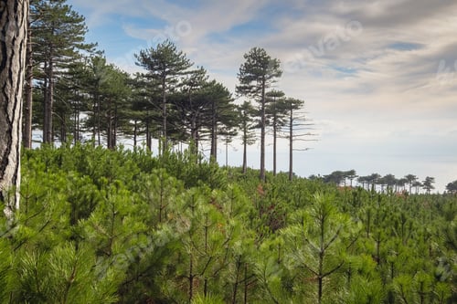 Preview: the concept of discovery and hiking, nature and freedom