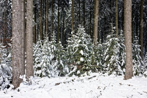 Preview: Trees in a snowy field on a cloudy day