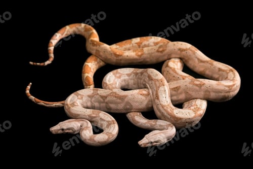 Preview: Two Snakes Trimeresurus Puniceus, Isolated On Black Background