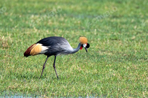 Preview: Grey crowned crane