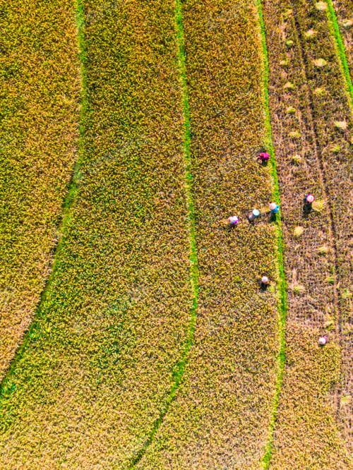 Preview: beautiful morning aerial view of Indonesia with mountains and tropical forests